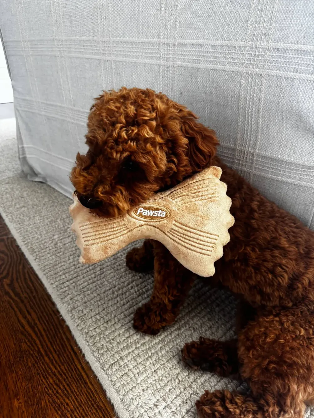 Kona the mini goldendoodle with her Pawsta Farfalle plush toy